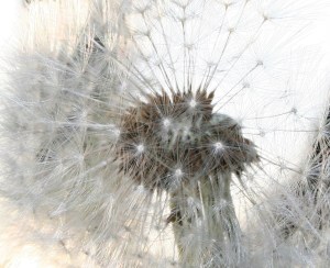 du dyker in i de minsta delarna och upptäcker en ny värld av skönhet