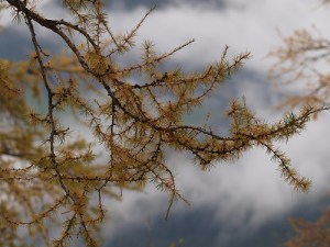 Det finns ett sådan försiktigt lugn hos grenen mot den dramatiska bakgrunden