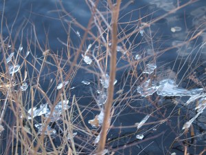 vattenskvätt formar sig till blänkande kristaller på grenarna ovanför