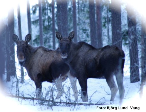 de står där så stilla och ser en djupt in i själen